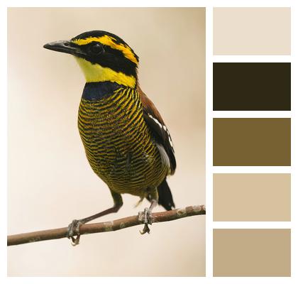 Perched Javan Banded Pitta Bird Image